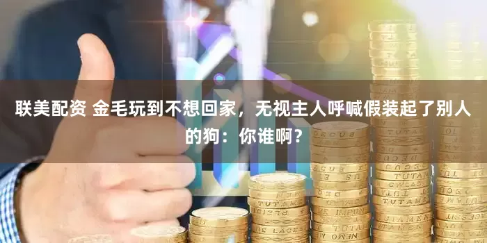 联美配资 金毛玩到不想回家，无视主人呼喊假装起了别人的狗：你谁啊？